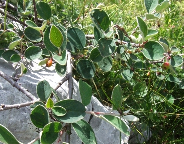 forse un alberello - Cotoneaster cfr. integerrimus